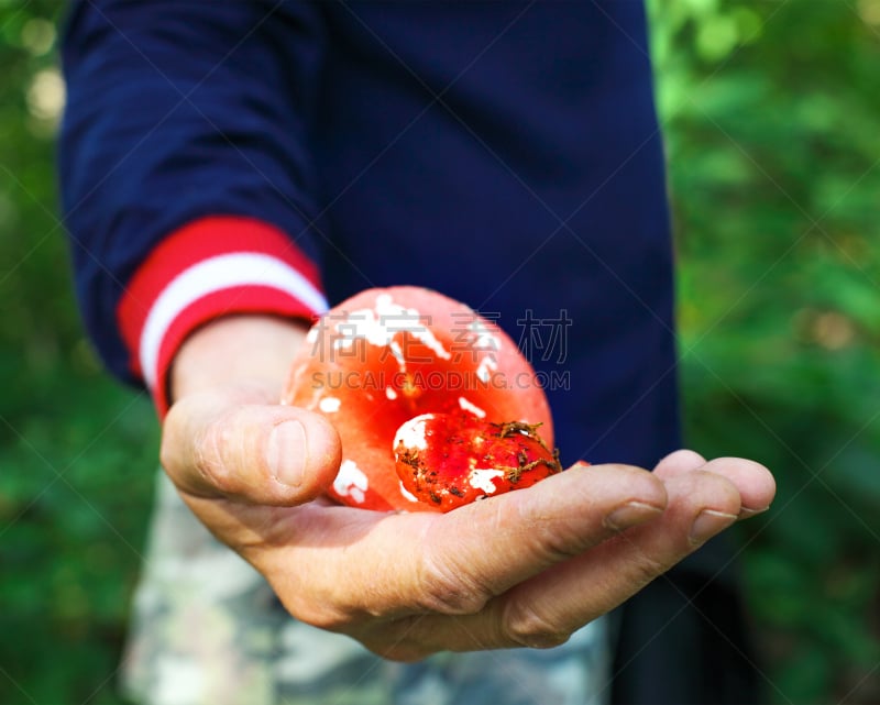 食用菌,食品,手,男人,微球菌,褐色,气候,水平画幅,苔藓,膳食