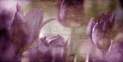 郁金香,概念,棕褐色调,自然,贺卡,褐色,水平画幅,春夏系列,悲哀,春天
