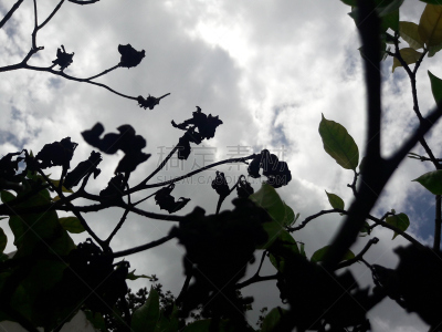 黑美人,天空,兰花,水平画幅,无人,夏天,户外,草,特写,花蕾