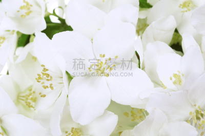 自然美,茉莉,植物类型,斯蒂迪奥城,水平画幅,无人,保加利亚,黄海,摄影
