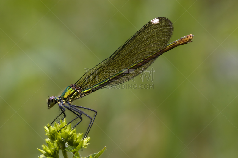 野外动物,蜻蜓,绿色,侧面视角,黄金,长尾蜻蜓,southern hawker dragonfly,王蜻蜓,窄翅蜻蛉,褐色