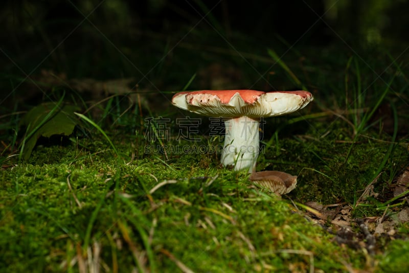 蘑菇,分离着色,栽培植物,苔藓,森林,白昼,红色,宾夕法尼亚,图像,国家公园