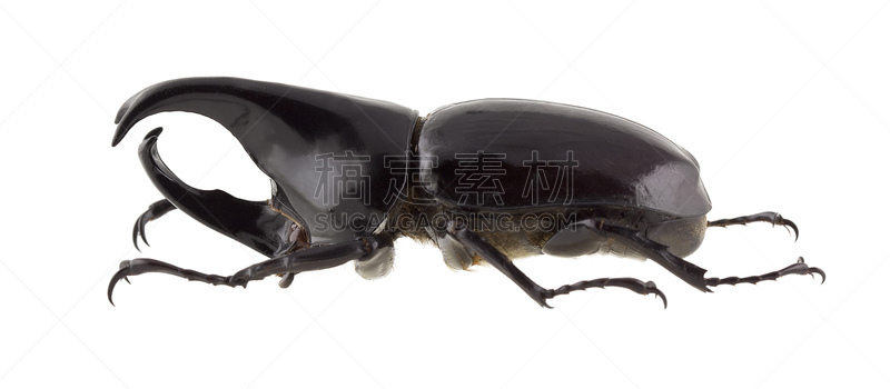 暹罗犀牛甲虫,犀牛锹虫,雄性动物,一个物体,背景分离,象鼻虫,甲虫,一只动物,圣甲虫,生物
