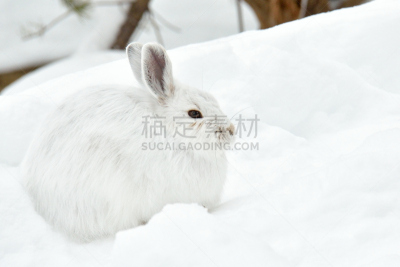雪,白色,兔子,有爪哺乳动物,野生动物,水平画幅,无人,野外动物,户外,一只动物