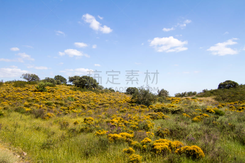 阿尔加威,山,黄色,灌木,蓝山,水平画幅,无人,风景,户外,葡萄牙