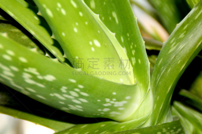 仙人掌,草本,特写,草药,芦荟,枝繁叶茂,coral aloe,荆棘,图像,叶状图案