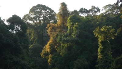 雨林,沙巴州,婆罗洲岛,达浓谷地,生物学,热,热带气候,环境,环境保护,枝繁叶茂