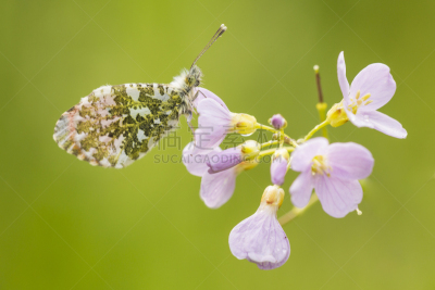 云上端红蝶,自然,草地,水平画幅,草甸碎米荠,肖像,户外,特写,荷兰,鳞翅类