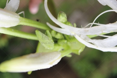 自然美,特写,百合花,有毒物质,活力,清新,背景分离,橙色,仅一朵花,火红色百合
