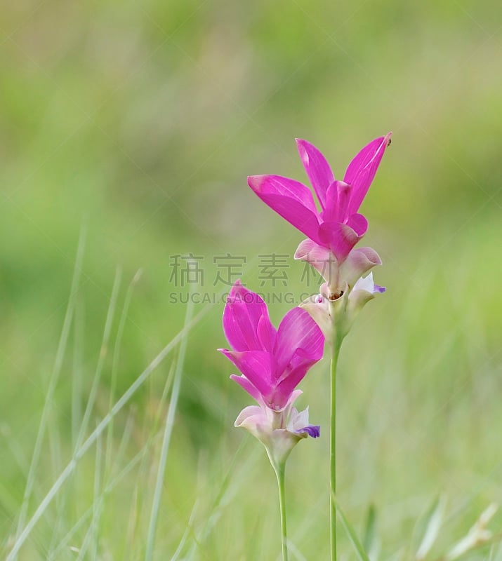 郁金香,泰国,孪生花植物,自然,垂直画幅,纯净,夏天,户外,草,自然美