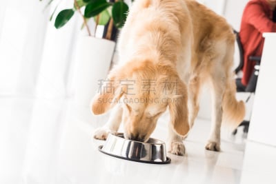 金毛寻回犬,狗碗,食品,可爱的,宠物,纯种犬,金属,乌克兰,室内,图像