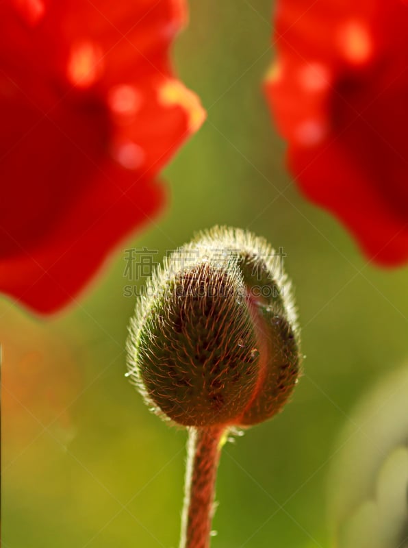 纽扣,great eastern erg,自然,黄色,红色,季节,法国,垂直画幅,图像,花朵