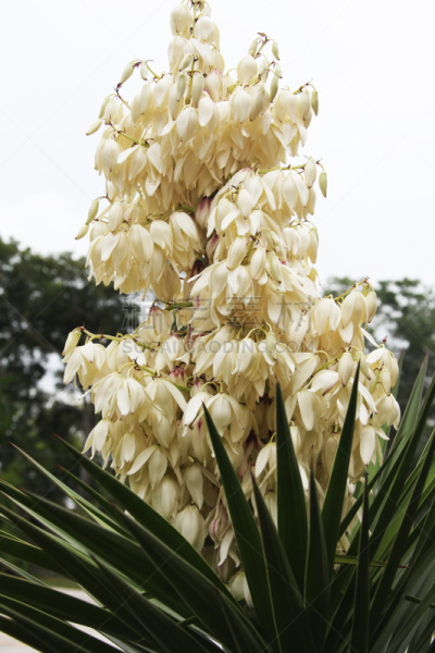 丝兰,自然界的状态,景观设计,直的,墨西哥,火红色百合,花鳞茎,针叶,生物,尖的