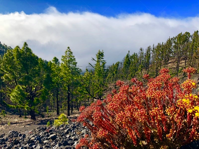 加那利群岛,地形,旅途,帕尔马,云,火山岩,自然美,岩石,户外,天空