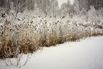 雪,芦苇,干的,灯心草,水平画幅,特写,柳条,大群动物,在下面,天空