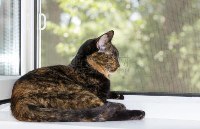 窗台,夏天,猫,撒谎者,白昼,egyptian mau,蚊帐,玳瑁猫,美,水平画幅