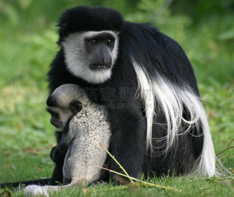 叶猴,黑白图片,非洲,尾巴,图像,灵长目,水平画幅,茂密的,bay colobus monkey,幼小动物