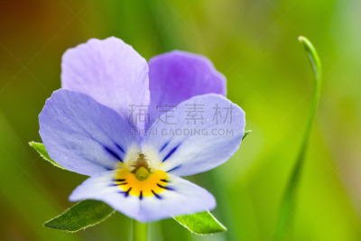 特写,仅一朵花,紫罗兰,野生植物,泉,芳香的,水平画幅,无人,户外,田地