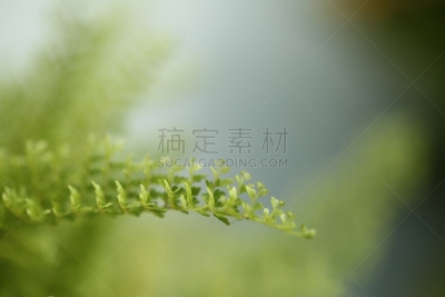 枝繁叶茂,叶子,自然,蕨类,背景,自然美,美,水平画幅,无人,生物学