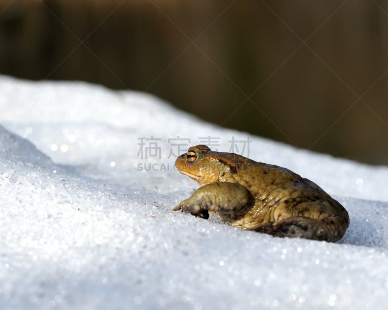 雪,蟾蜍,褐色,水平画幅,动物身体部位,野外动物,户外,生物学,热带气候,冬天