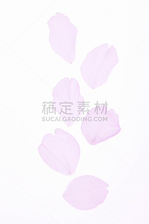 花瓣,花朵,垂直画幅,樱花,无人,日本,白色背景,材料,3到4个月,影棚拍摄
