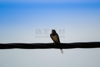 燕子,电力线,家燕,电缆,天空,水平画幅,蓝色,鸟类,夏天,开着的