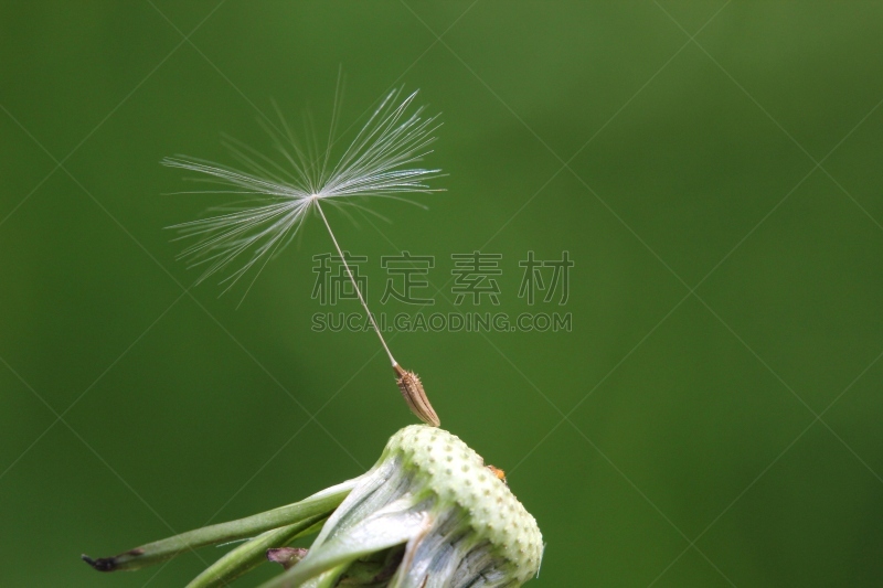 最后,种子,蒲公英种子,留白,褐色,水平画幅,泥土,户外,生物学,图像