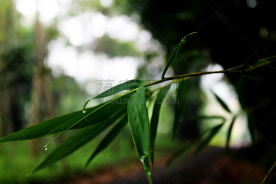 笋,叶子,比塞特竹子,日本苦竹,墨西哥雨竹,墨竹,巨竹,金竹,富贵竹,竹子叶