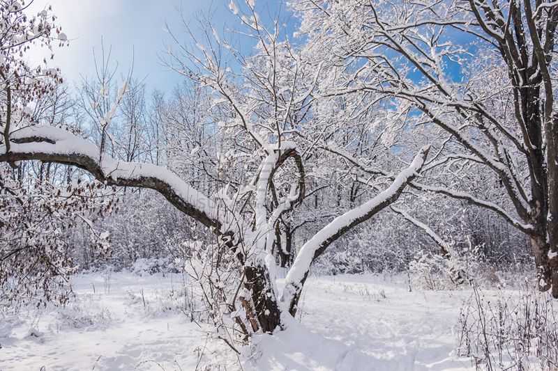 天空,雪,冬天,蓝色,森林,霜,枝,休闲活动,水平画幅,户外