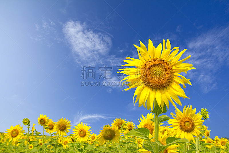 田地,向日葵,天空,水平画幅,夏天,户外,特写,明亮,植物,植物学