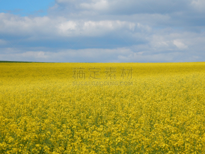 伍茨堡,油菜花,巴伐利亚,田地,德国,弗兰克尼,自然的窗子,灵感,水平画幅,无人