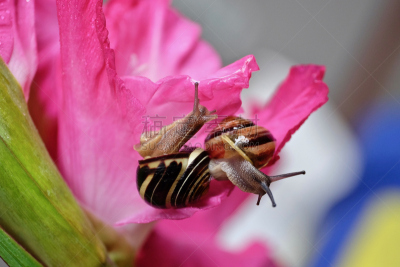 蜗牛,粉色,两只动物,黑鸭,滑的,腹足动物,水平画幅,软体动物,缓慢的,生物学
