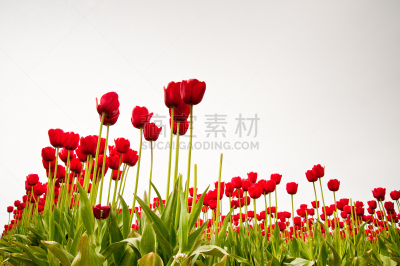郁金香,水平画幅,无人,户外,花蕾,田地,植物,多年生植物,植物学,生长