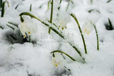 雪,白色,毛绒绒,天气,春天,宏伟,丰富,花,下雪,挨着