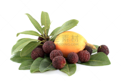 枇杷,熟的,红色,madrona tree,水平画幅,生食,甜点心,清新,叶子,食品