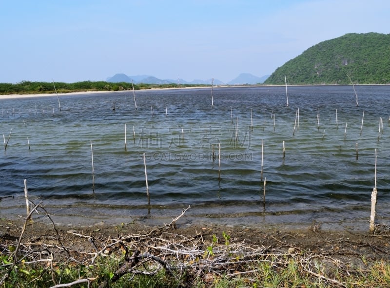 Vast swamp and green mountain