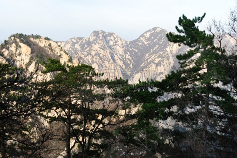 华山,中国,山,前面,抽陀螺,雪松,野生动物保护区,自然荒野区,陕西省,松木