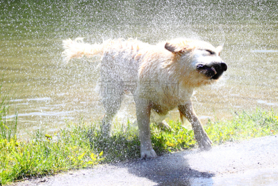金毛寻回犬,假人撞击测试,水,草地,纯种犬,水平画幅,秋天,无人,湿,夏天