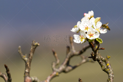 桃树,神牛,藏红花,奥地利,猿,番红花属,梨,动物,春天,梨树