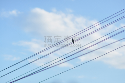 燕子,金属丝,燕式跳水,电话线,电缆,天空,水平画幅,蓝色,云,摄影