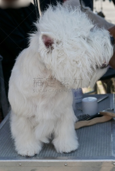梗犬,遛狗师,纯种犬,短的,受过训练的狗,狗,个人卫生用品,哈巴狗,波士顿猎犬