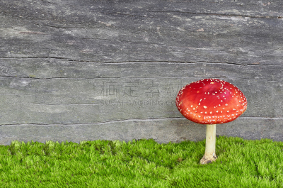 苔藓,毒蘑菇,红色,蘑菇,毒蝇菇,水平画幅,无人,户外,生物学,特写