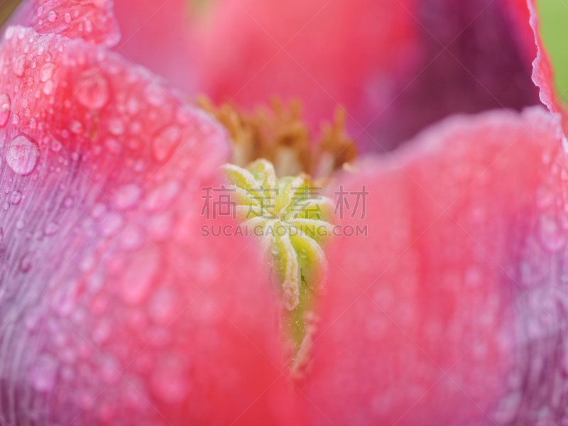水果,红色,努力,早晨,草,仅一朵花,园艺展览,雨,植物学,灌木