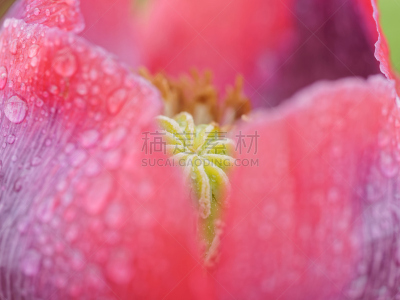 水果,红色,努力,早晨,草,仅一朵花,园艺展览,雨,植物学,灌木