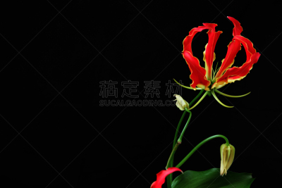 黑色背景,留白,水平画幅,无人,日本,背景分离,影棚拍摄,红色,火,津巴布韦