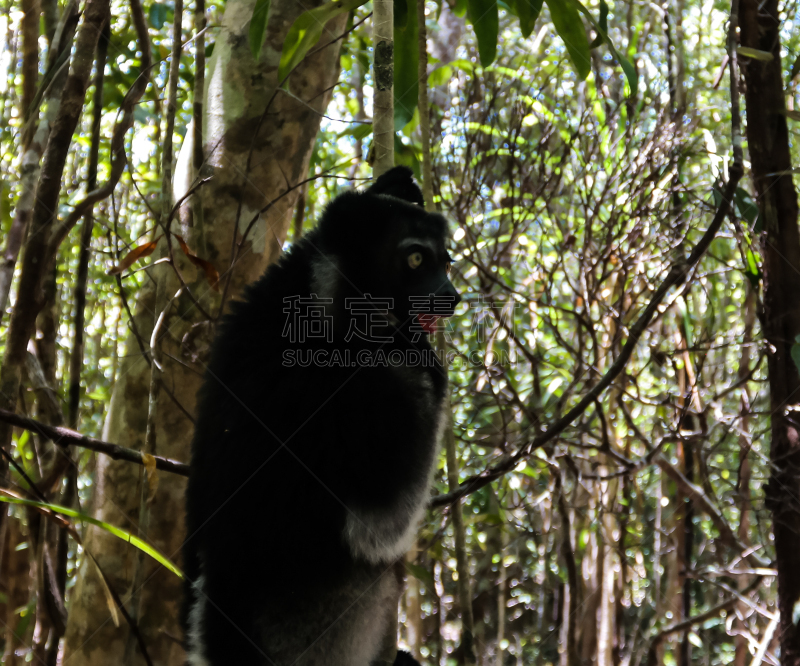 马达加斯加大狐猴,狐猴,马达加斯加,注视镜头,猴子,国内著名景点,热带气候,野生动物,肖像,灵长目