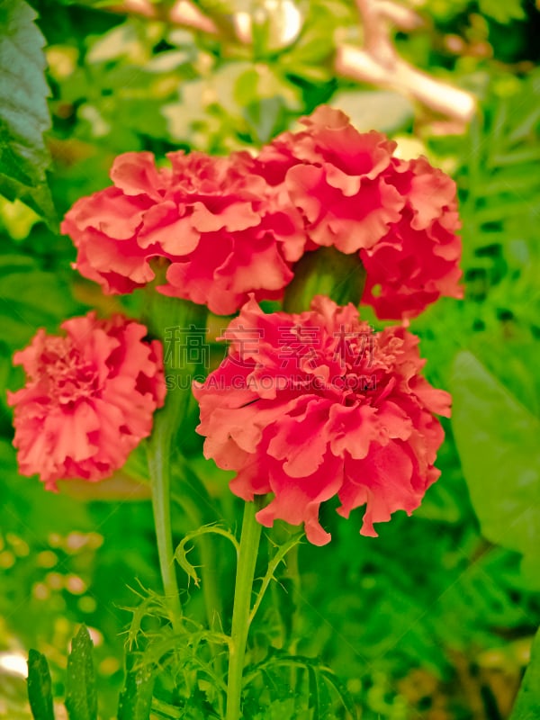 非洲万寿菊,雏菊族,万寿菊,仅一朵花,自然,垂直画幅,式样,橙色,小的,无人