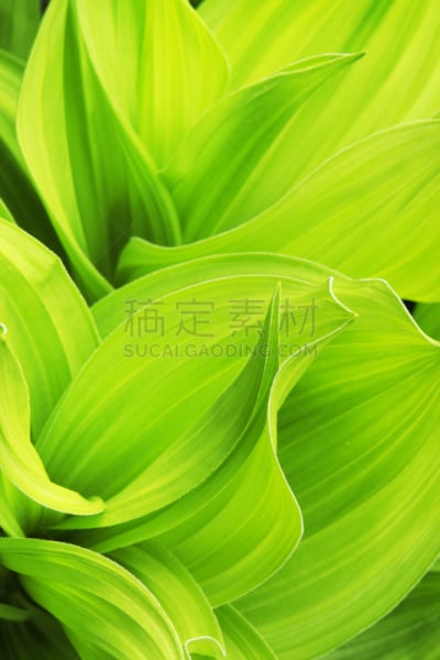 绿玉米百合,春侧金盏花,植物,叶子,玉簪属植物,佛焰苞,肉穗花序,植物类型,叶绿素,光合作用