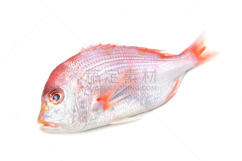 白色,水平画幅,海鲷,膳食,海产,鱼类,海洋生命,食品,摄影,烹调