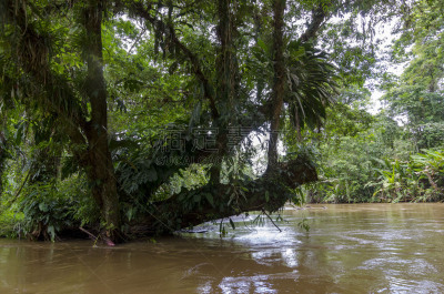 哥斯达黎加,tortuguero national park,五只动物,里蒙省,自然,视角,热带雨林,风景,图像,自然公园